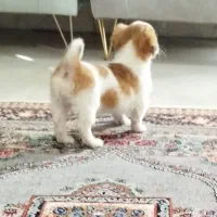 سگ شیتزو|سگ|تربت‌حیدریه, میدان مرکزی|دیوار