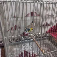 سهره|پرنده|نی‌ریز, |دیوار