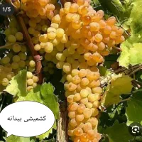 عسل آویشن خار شتر شیره انگور|خوردنی و آشامیدنی|ساری, |دیوار