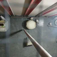 فنچ شکلاتی سیلور|پرنده|هندیجان, |دیوار