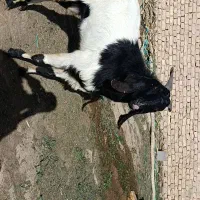 بز پاکستانی شیری با کهره. بز دورگ