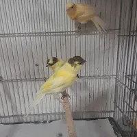 قناری|پرنده|قم, نیروگاه|دیوار