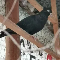 فروش کبوتر پرشی ساعت سنگین|پرنده|بهشهر, |دیوار