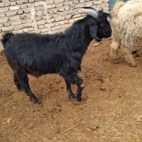 فروش دو راس بز و کهره های چاق و بره|حیوانات مزرعه|مرودشت, ده بید|دیوار