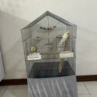 عروس هلندی  و قفس