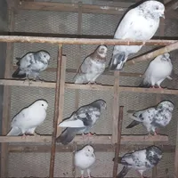 کبوتر کفتر