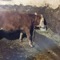 گوساله سیمینتال|حیوانات مزرعه|منجوان, |دیوار