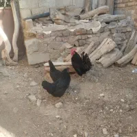 مرغ و خروس محلی
