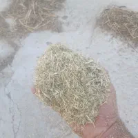 کاه یونجه(بلیم)