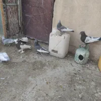 بهبهانی درجه یک|پرنده|شیراز, تندگویان|دیوار