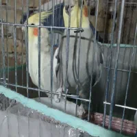 جفت عروس هلندی