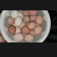 تخم مرغ محلی کاملا تمیز
