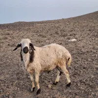 بره|حیوانات مزرعه|بیرجند, |دیوار