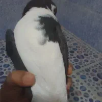 کفتر|پرنده|پاسارگاد, |دیوار