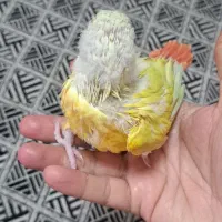جوجه ردچیک و جوجه گرینچیک