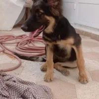واگزاری سگ ژرمن شپرد اصل