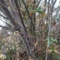 زمین-گشاورزی-مسکونی