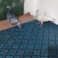 کوهی سیاه