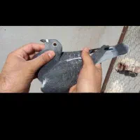 کبوتر پلاکی مسافتی جان اردن خون خالص خالص|پرنده|تهران, بوستان ولایت|دیوار