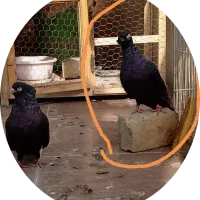 نر صرب|پرنده|خمینیشهر, |دیوار