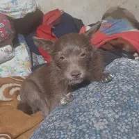 گم شده|سگ|نقده, |دیوار