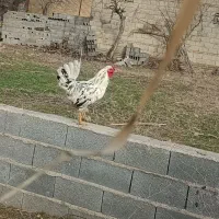 گلین خروس|حیوانات مزرعه|تاتار علیا, |دیوار