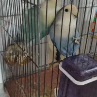 یک جفت طوطی برزیلی بالق جوجه بده و دو تا جوجشون|پرنده|دشتابی, |دیوار