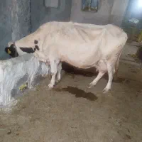 گاو شیری آبست با گوساله نر سمینتال پای پلوار