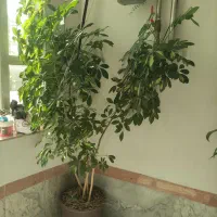 گل خانگی