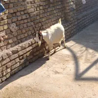 بز آبستن دوقلوزا جوان 55 kilo