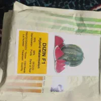 دنبال کارگر اتباع جهت کشت هندوانه و ملون