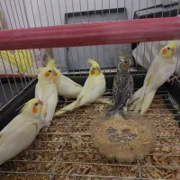 جوجه عروس هلندی|پرنده|قم, علی آباد سعدگان|دیوار