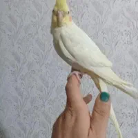 همایش گل بهار م