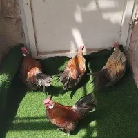 مرغ و خروس مینیاتوری رزکامپ زینتی