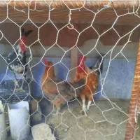 مهر|حیوانات مزرعه|سیرجان, |دیوار