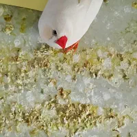 فنچ|پرنده|کرمان, |دیوار