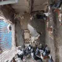 تعدادی کبوتر بوم رنگه آلمانی