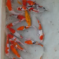 انواع گلدفیش کوی زینتی گرید A|ماهی|تهران, شهرک دانشگاه شریف|دیوار