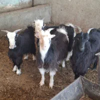 بزغاله نر چاق|حیوانات مزرعه|پاکدشت, پاکدشت (مامازند)|دیوار