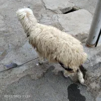 فروش بره درشوش