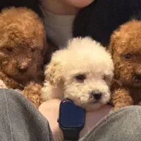 دارک رد حرفه ای|سگ|رشت, لاکانی|دیوار