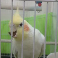 عروس هلندی