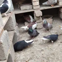 کفتر رنگی|پرنده|محمدیه-قزوین, |دیوار