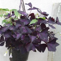 گل های گوناگون باغچه و اتاق مناسبترین قیمت|گل و گیاه طبیعی|رشت, حافظ آباد|دیوار