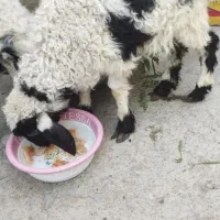 بره جری ماده سه ماه است