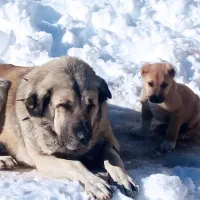 سگ سرابی پژدر