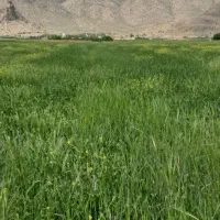 فروش-زمین-کشاورزی-در-منطقه-خوش-آب-هوای-بخش-سیدان