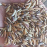 چلتوک|گل و گیاه طبیعی|شوشتر, |دیوار