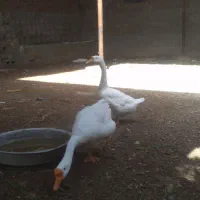 فروش یک جفت قوقازمحلی و1خروس