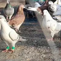 کبوتر پروازی